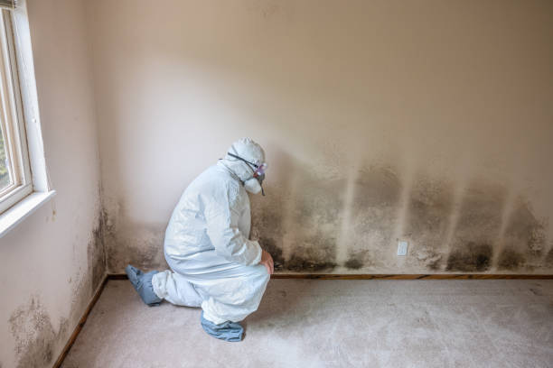 Mold Remediation for Vacation Homes in Cheat Lake, WV